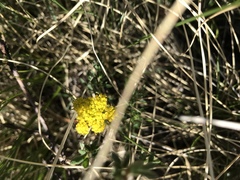 Cymopterus lemmonii