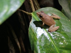 Pristimantis paulodutrai