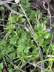 Alchemilla microcarpa
