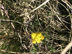 Cymopterus lemmonii