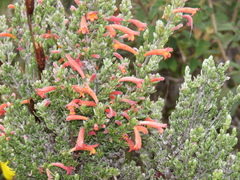 Clinopodium argenteum