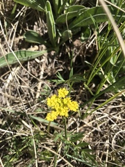 Cymopterus lemmonii