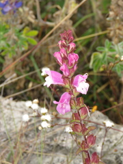 Lamourouxia sylvatica