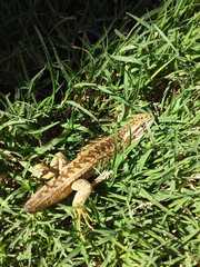 Liolaemus chiliensis