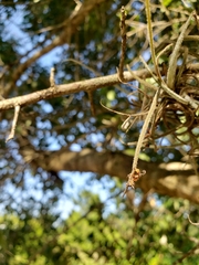 Ophiocordyceps camponoti-floridani