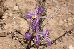 Thysanotus baueri