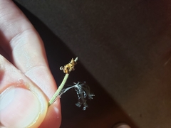 Ophiocordyceps camponoti-floridani