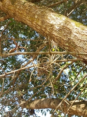 Ophiocordyceps camponoti-floridani
