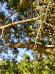 Ophiocordyceps camponoti-floridani