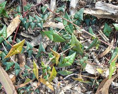 Platylobium triangulare