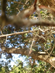 Ophiocordyceps camponoti-floridani