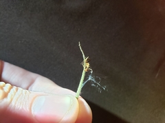 Ophiocordyceps camponoti-floridani