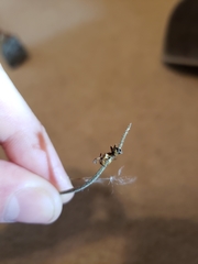 Ophiocordyceps camponoti-floridani