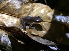 Pristimantis paulodutrai