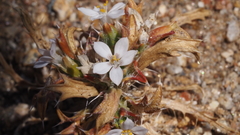 Loeseliastrum schottii