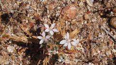 Loeseliastrum schottii