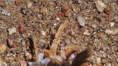 Loeseliastrum schottii