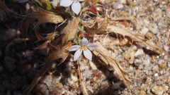 Loeseliastrum schottii