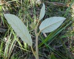 Pomaderris elliptica