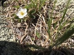 Fragaria virginiana glauca