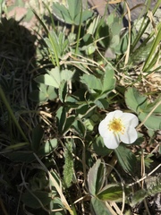 Fragaria virginiana glauca