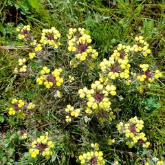 Castilleja rubicundula