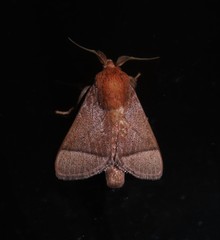 Praesetora albitermina