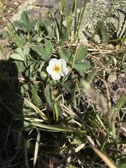 Fragaria virginiana glauca