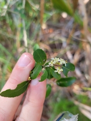 Ilex vomitoria image