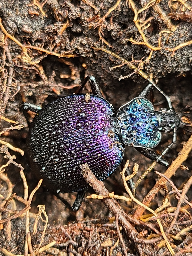 Bereft Snail-eating Beetle