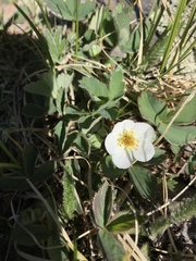 Fragaria virginiana glauca