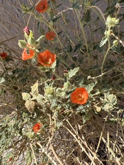 Sphaeralcea emoryi