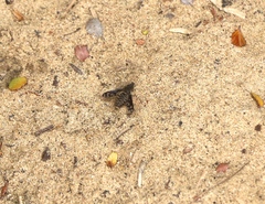 Conophorus fenestratus