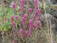 Castilleja vadosa