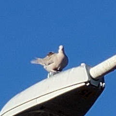 Streptopelia decaocto