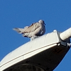 Streptopelia decaocto
