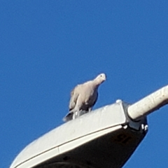Streptopelia decaocto