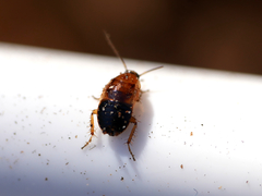 Ectobius sylvestris