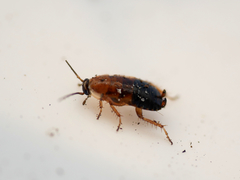 Ectobius sylvestris