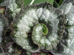 Begonia rex-cultorum