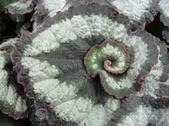Begonia rex-cultorum