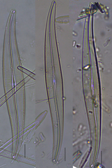 Gyrosigma acuminatum