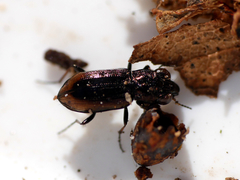 Notiophilus biguttatus