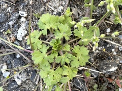 Ranunculus parviflorus