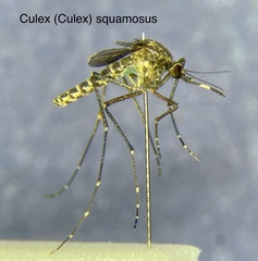 Culex squamosus