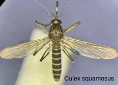 Culex squamosus