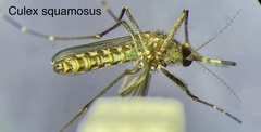 Culex squamosus