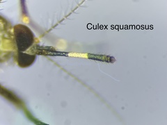 Culex squamosus