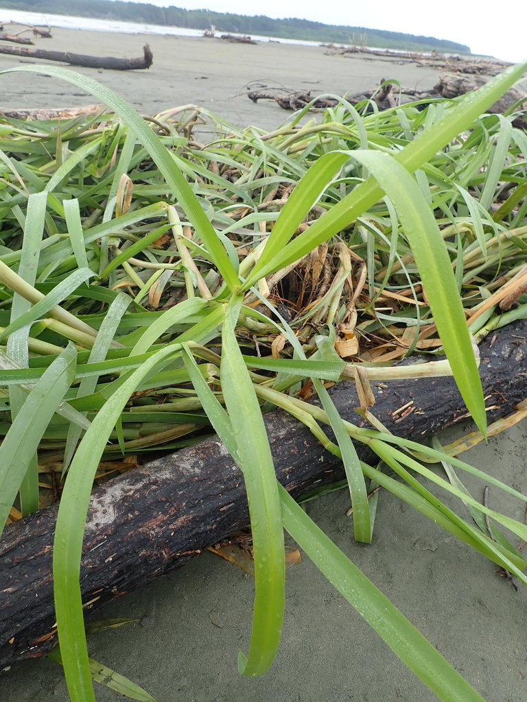 reed meadowgrass from Foxton Beach, New Zealand on April 01, 2022 at 08