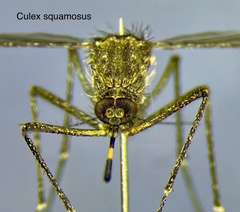 Culex squamosus